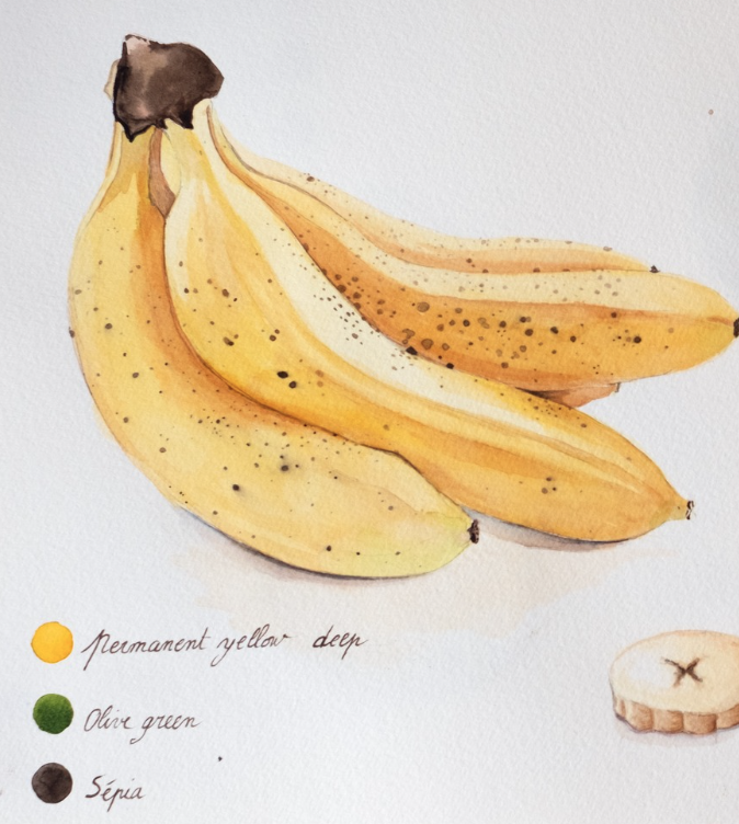 Illustration aquarelle — bananes